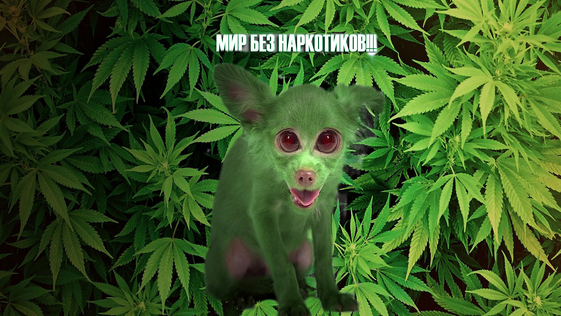 Марихуана прикольные фото прорастить семечку марихуаны