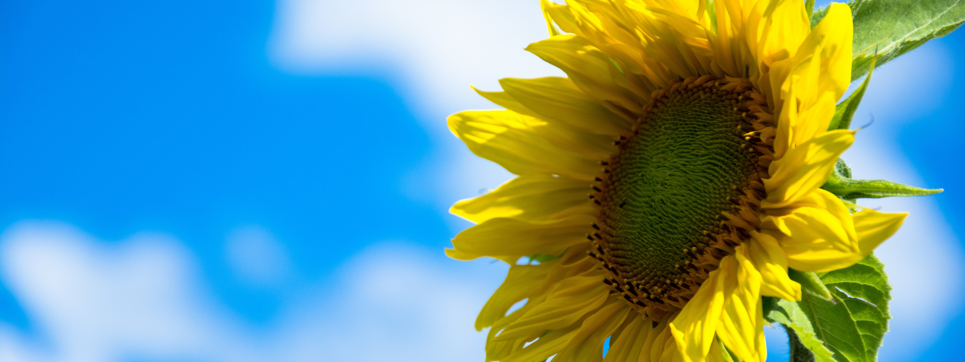 Download wallpaper the sky, yellow, sunflower, blue, seed, section nature i...