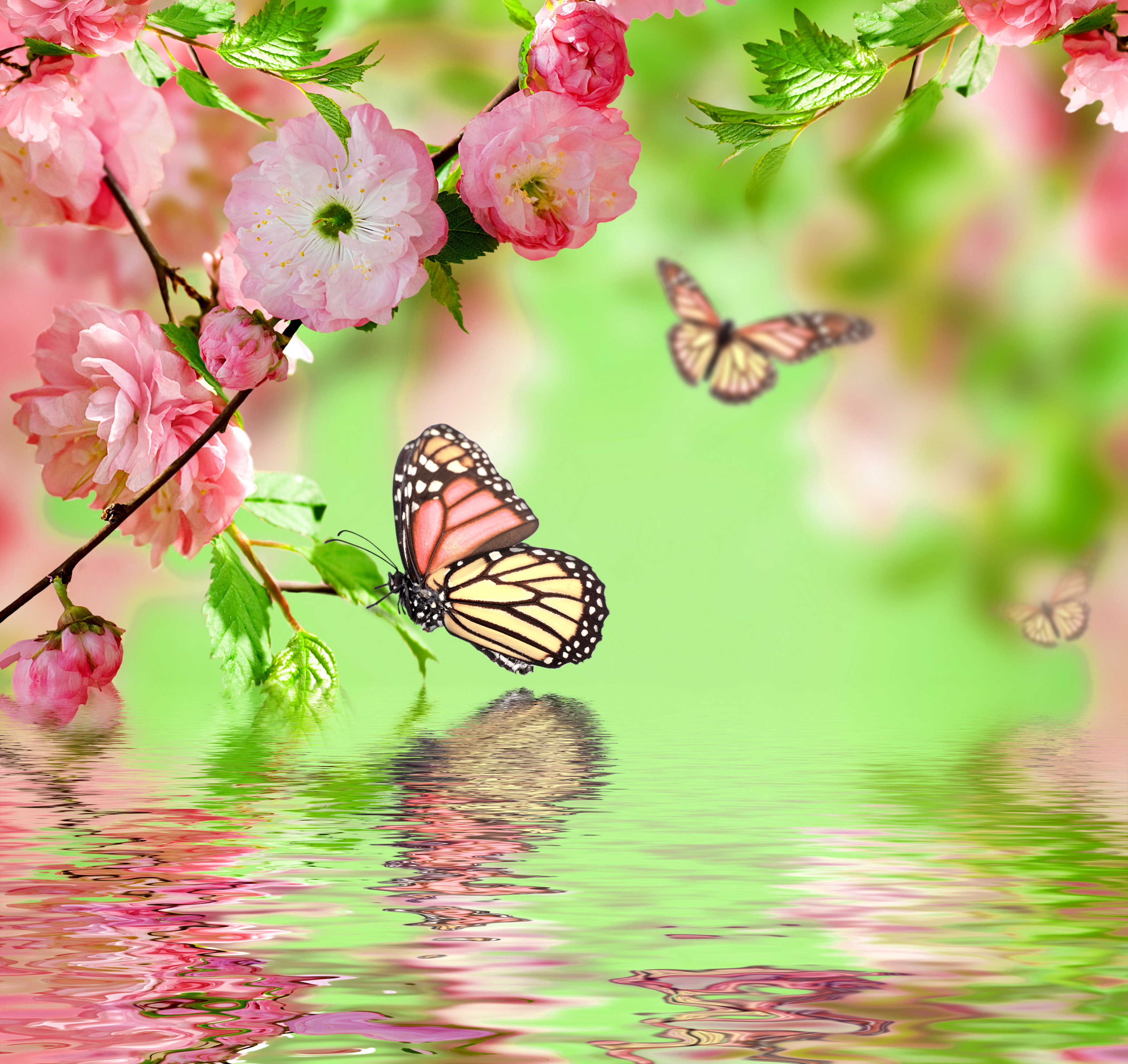 Download Wallpaper Water Butterfly Reflection Pink Spring