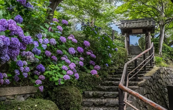 Picture flowers, Japan, ladder, temple, Japan, Kyoto, Kyoto, hydrangeas, Yoshimine-dera Temple