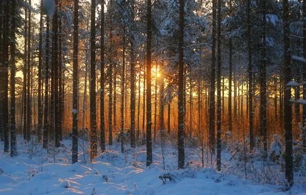 Picture winter, forest, grass, snow, trees, sunset, dry