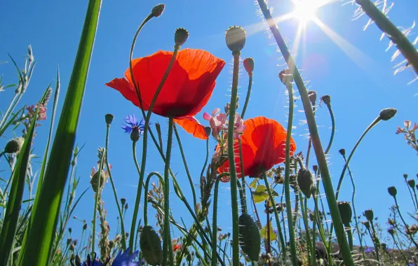 Picture field, the sky, grass, the sun, macro, rays, flowers, Maki, meadow
