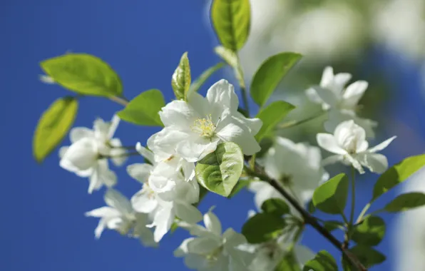 Picture macro, nature, branch, spring, Apple, flowering, flowers, bokeh