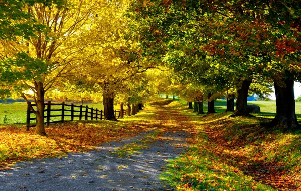 Picture road, autumn, leaves, trees, the fence, Nature, alley