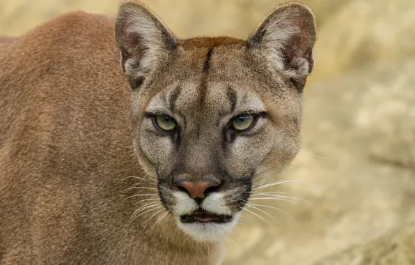 Picture cat, look, face, Puma, mountain lion, Cougar