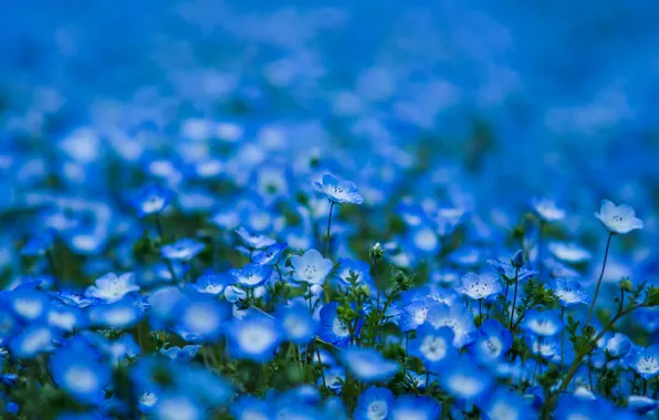 Picture flowers, petals, blur, blue, blue, Nemophila