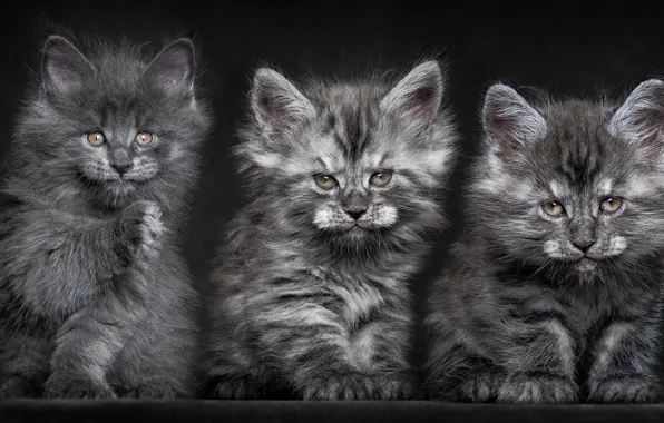 Picture cats, Kittens, fluffy, grey, Trinity, Maine coons