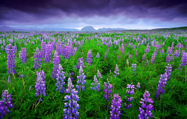Picture field, summer, the sky, mountains, clouds, Iceland, lupins, June