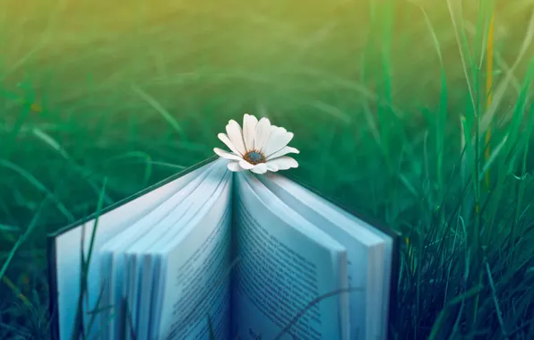 Picture flower, grass, nature, mood, book