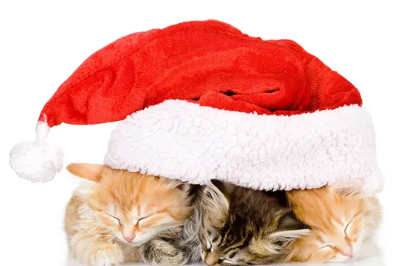 Picture BACKGROUND, WHITE, YEAR, TRIO, RED, KITTENS, NEW, HAT