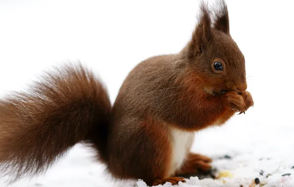 Picture winter, snow, nature, legs, protein, red, squirrel