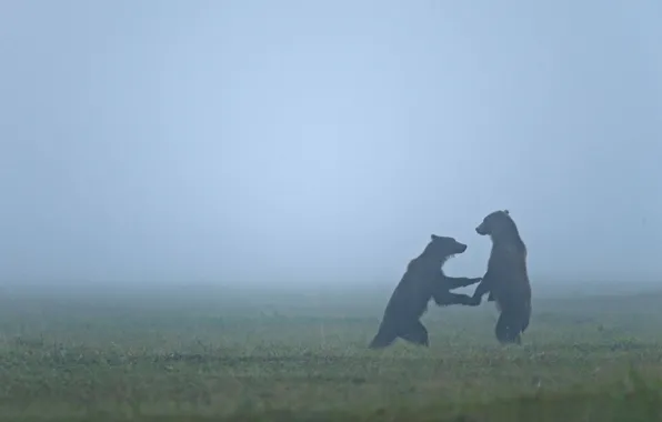 Picture animals, bear, bears, haze, wildlife, fogs