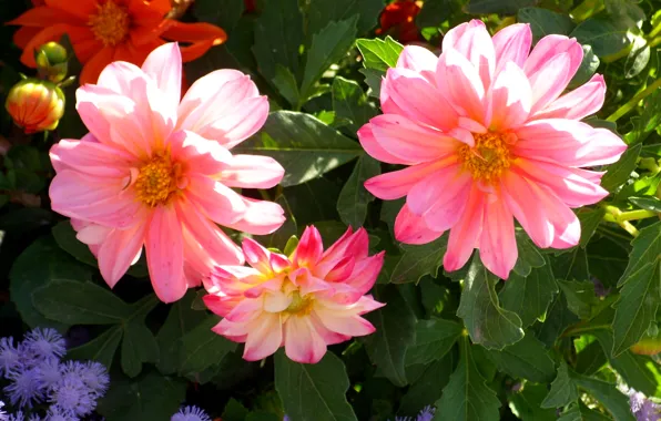 Picture photo, Flowers, Bud, Pink, Dahlias