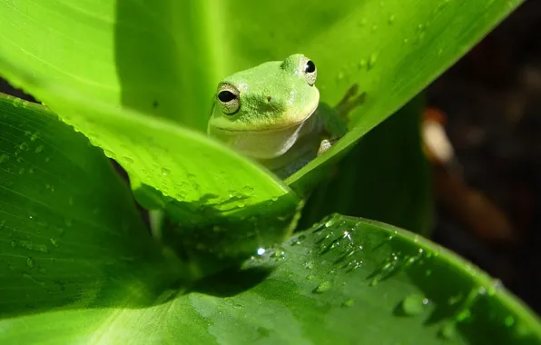 Picture leaves, green, frog