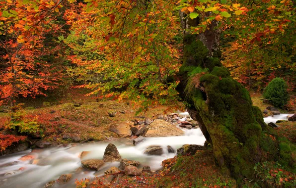 Picture nature, river, tree, paint, foliage, moss, Autumn