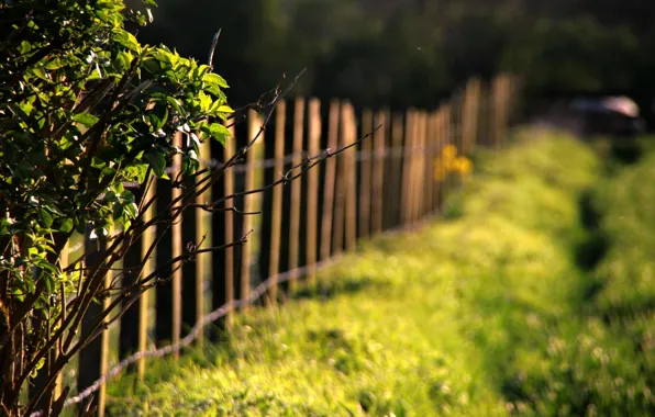 Picture greens, grass, leaves, the sun, macro, trees, branches, nature, background, tree, Wallpaper, the fence, blur, …