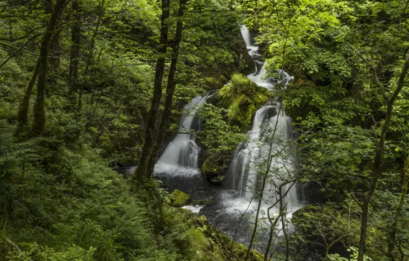Picture forest, river, England, waterfall, England, Lake District, Colwith Force, River Brathay