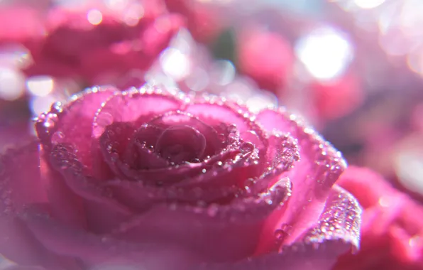 Picture flower, drops, macro, pink, rose