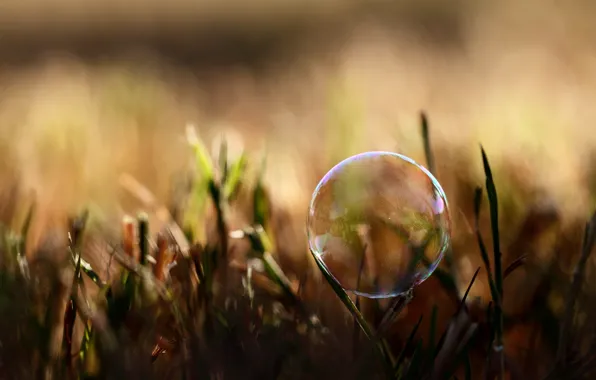 Picture summer, grass, macro, light, nature, photo, background, Wallpaper, shadow, plants, bubble, wallpapers, soap