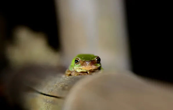 Picture eyes, frog, green, looks