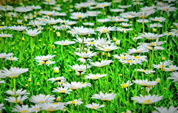 Picture greens, flowers, nature, background, widescreen, Wallpaper, chamomile, Daisy, wallpaper, flowers, flower, nature, widescreen, flowers, background, …