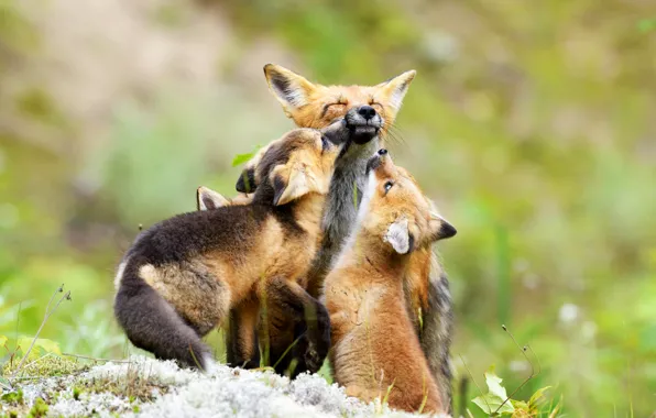 Picture greens, nature, three, family, cubs, cubs, Fox