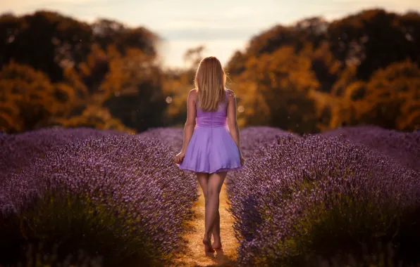 Picture field, girl, dress, lavender