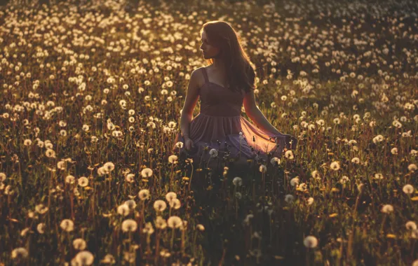 Picture field, girl, dress, shadows, girl, dress, field, shadow, flower field, field of flower