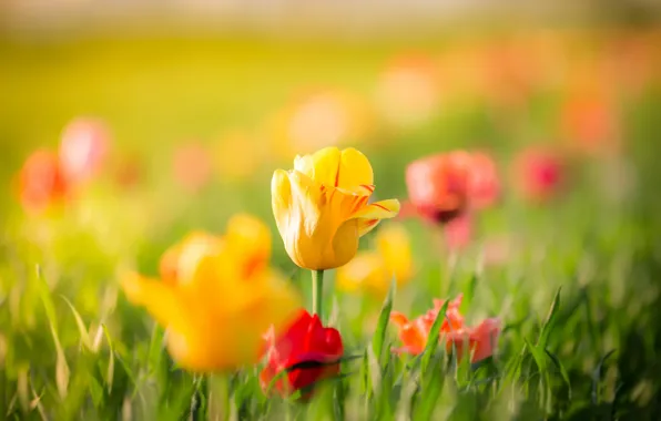 Picture leaves, flowers, spring, yellow, Tulips, red, buds, bokeh