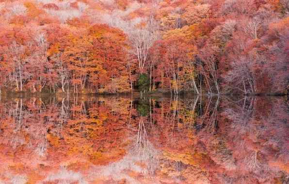 Picture autumn, trees, reflection, foliage, photographer, Kenji Yamamura, Lake Tsuta