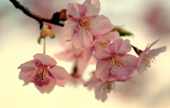 Picture the sky, macro, light, cherry, Japan, branch, spring, petals, Sakura, pink, flowering