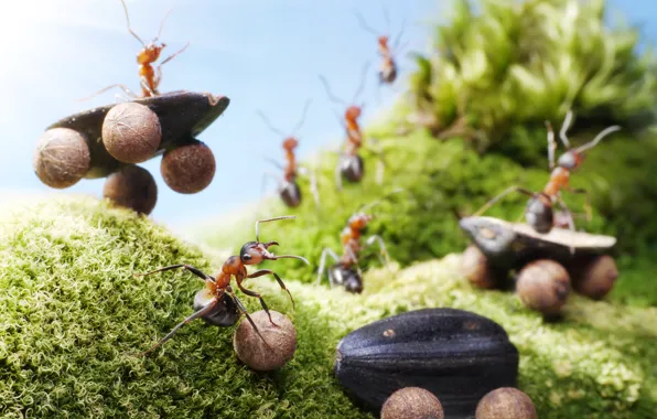 Picture summer, macro, insects, moss, the situation, ants, seeds, riding, entertainment, Wallpaper from lolita777, truck