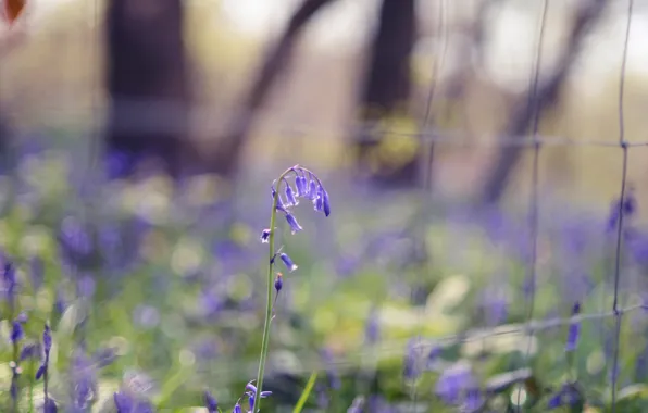 Picture greens, grass, flowers, nature, spring, blur, blue, blue
