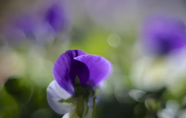 Picture macro, flowers, glare, petals, blur, white, lilac, violet, Pansy