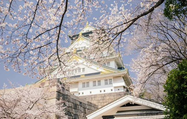 Picture trees, branches, cherry, castle, spring, Japan, Sakura, Japan, flowering, Osaka, Osaka, Osaka Castle, Osaka Castle …