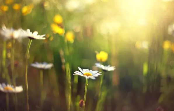 Picture flower, the sun, flowers, background, Wallpaper, blur, Daisy, day, wallpaper, flowers, widescreen, flowers, background, full …