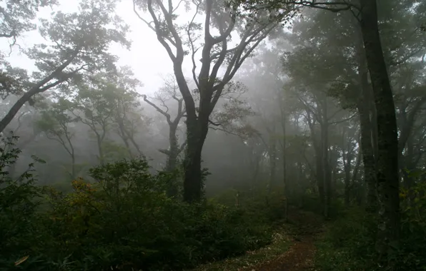 Picture forest, fog, tree, path