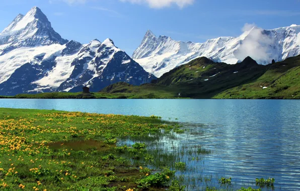 Picture grass, snow, mountains, river, rocks, Switzerland, Switzerland, flowers., Bern, Bern, Grindelwald, Grindel Walt