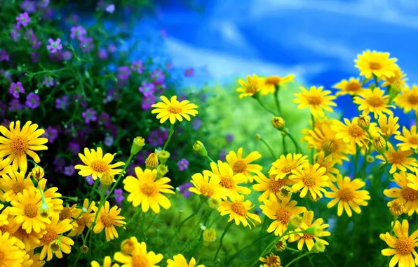 Picture flowers, chamomile, field, yellow