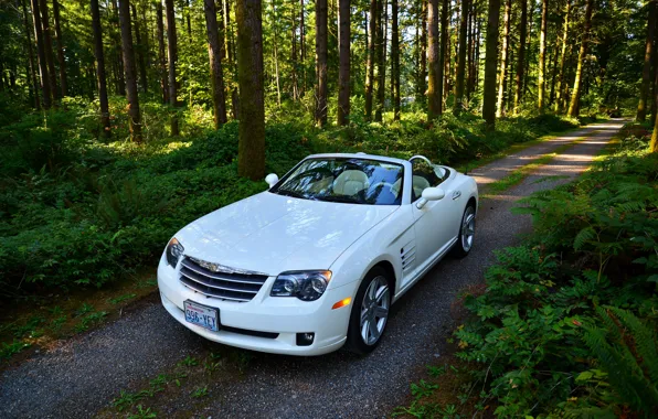 Picture road, forest, white, convertible, trees., chtysler, Crossfire SRT6