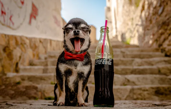 Picture language, joy, butterfly, bottle, dog, ladder, steps, Chihuahua, Coca-Cola, doggie, dog