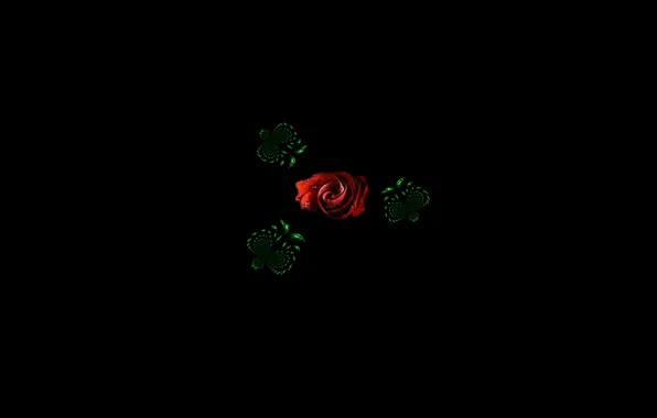 Đỏ hồng đen: Bức ảnh này sẽ làm bạn phải trầm trồ vì sắc đỏ của loài hoa hồng quý phái hòa quyện cùng nền đen trang nhã. Hãy cùng đắm mình trong màu sắc lãng mạn này và đón nhận tràn đầy cảm xúc.