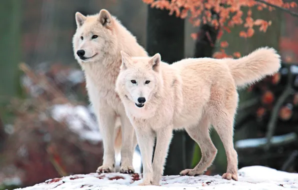 Picture white, look, face, snow, nature, predator, Wolves, Arctic