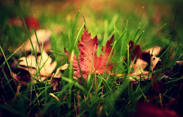 Picture greens, autumn, grass, leaves, drops, macro, sheet, droplets, blur