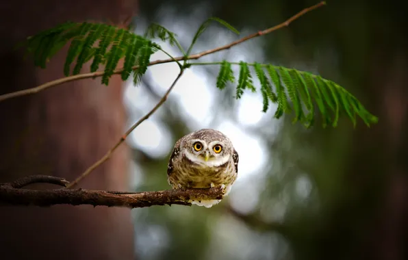 Picture look, leaves, nature, tree, owl, branch, bird, owl, owl