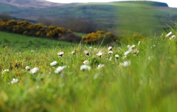 Picture greens, field, summer, grass, macro, flowers, nature, hills, glade, chamomile, plants, spring, blur