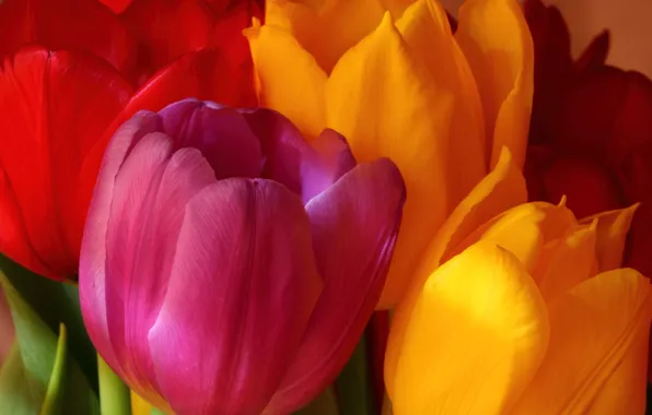 Picture flowers, orange, yellow, red, pink, bright, bouquet, tulips