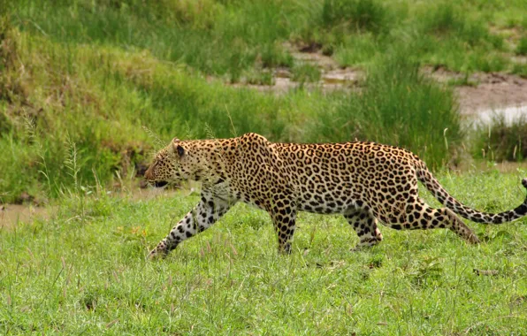 Picture grass, predator, leopard, wild cat, sneaks