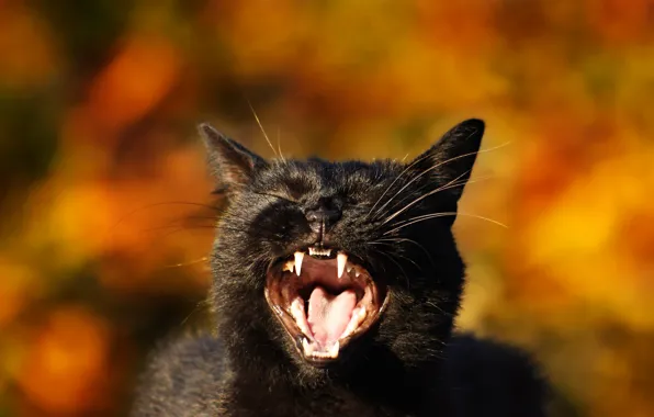 Picture cat, cat, background, mouth, fangs, face, bokeh, black cat, Meow!