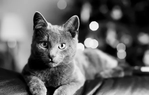 Picture cat, cat, look, black and white, lies, cat, Bartholomew Photography